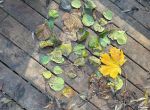 IMG_6229.jpeg