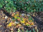 IMG_6227.jpeg