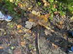 IMG_6218.jpeg