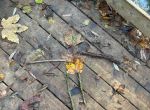 IMG_6215.jpeg